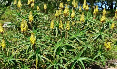 Şifayı Başka Yerde Aramayın: Sarısabır